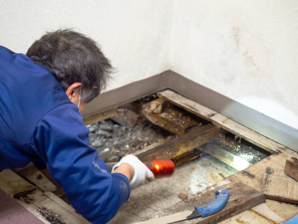 Office Mold Removal Services in Ceredo, WV
