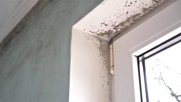 Best Affordable Mold Removal  in Ceredo, WV