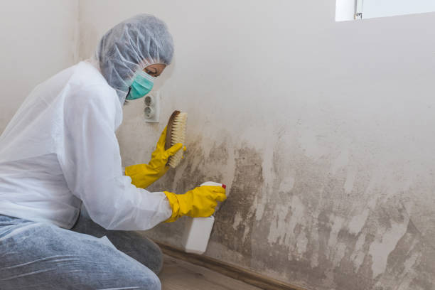 Best Mold Damage Repair  in Ceredo, WV