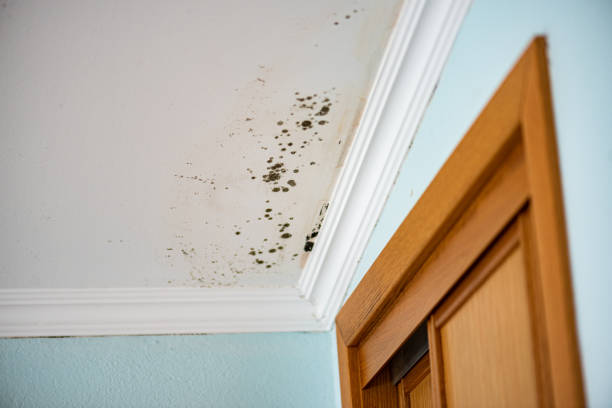 Best Attic Mold Removal  in Ceredo, WV