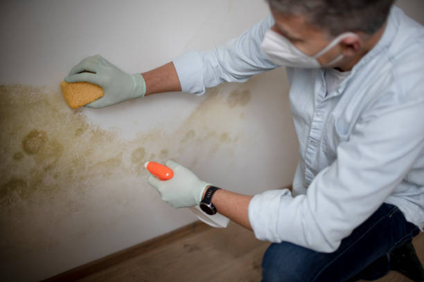 Best Emergency Mold Removal  in Ceredo, WV