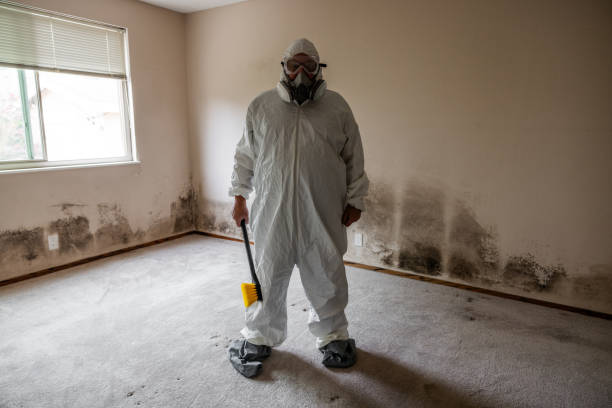 Best Mold Damage Repair  in Ceredo, WV