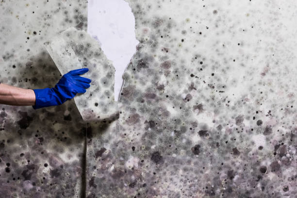 Best Mold Removal Process  in Ceredo, WV